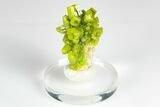 Apple-Green Pyromorphite Crystal Cluster - China #179714-1